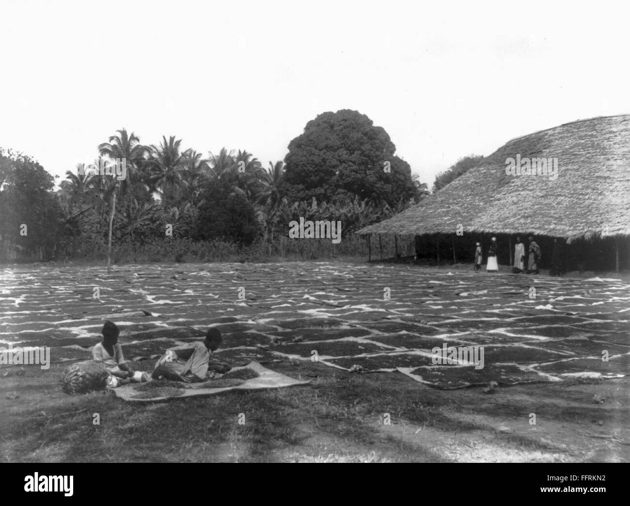 ZANZIBAR DRYING CLOVES. /nNatives of Zanzibar spreading cloves out to
