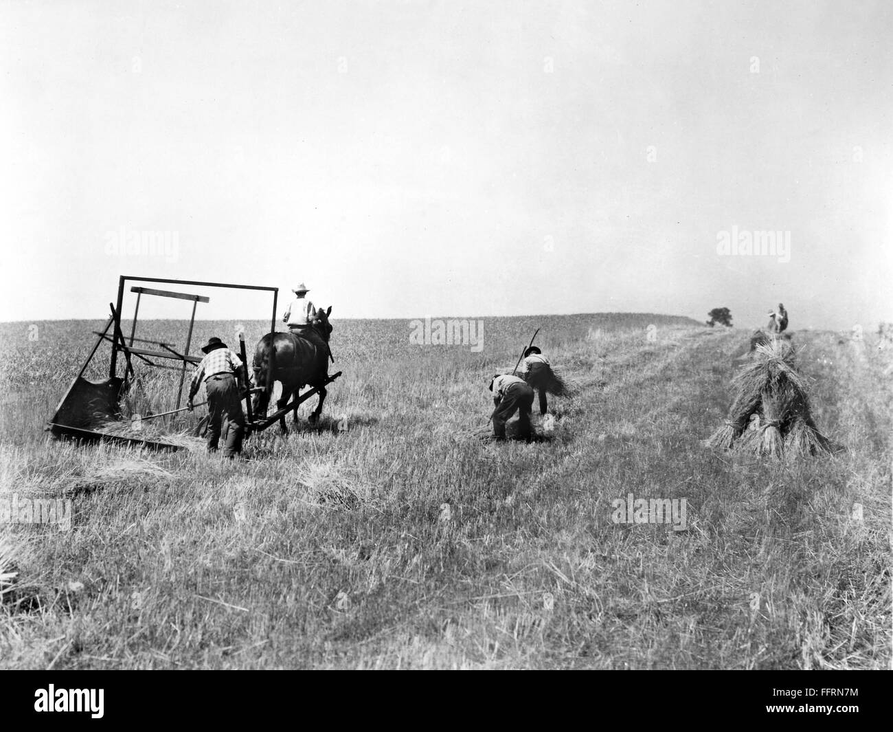 McCORMICK REAPER. /nAmerican farmers using a horsedrawn reaper