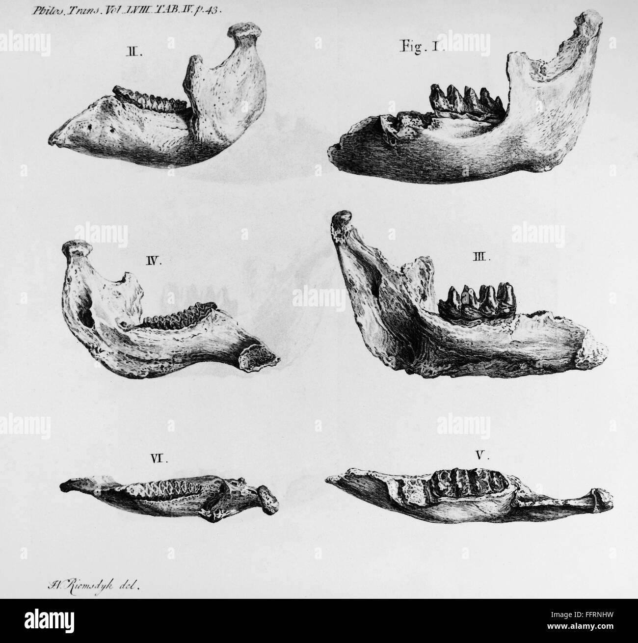MASTODON BONES. /nMastodon jaw bone fossils found at Big Bone Lick, Kentucky, c1766, by George Croghan, who sent them to his friend Benjamin Franklin. Contemporary line engraving. Stock Photo