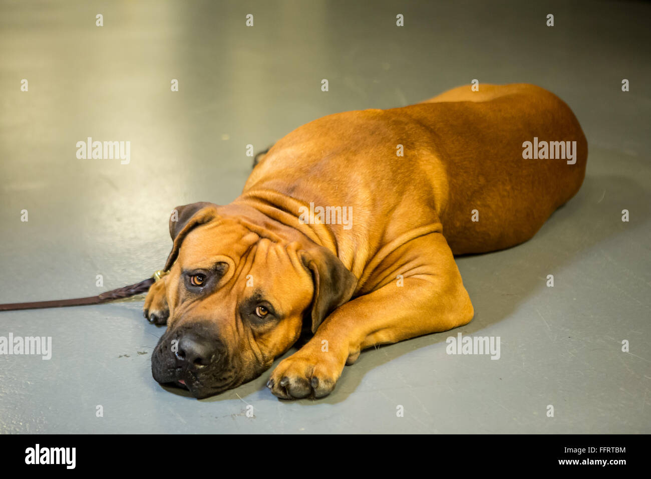 New York, USA. 16th February, 2016. A Boerboel named Oblio relaxes before entering the ring at the 140th Westminster Kennel Club Dog show in Madison Square Garden. This is the first year the breed, an African mastiff, has been recognized by the club. Credit:  Ed Lefkowicz/Alamy Live News Stock Photo