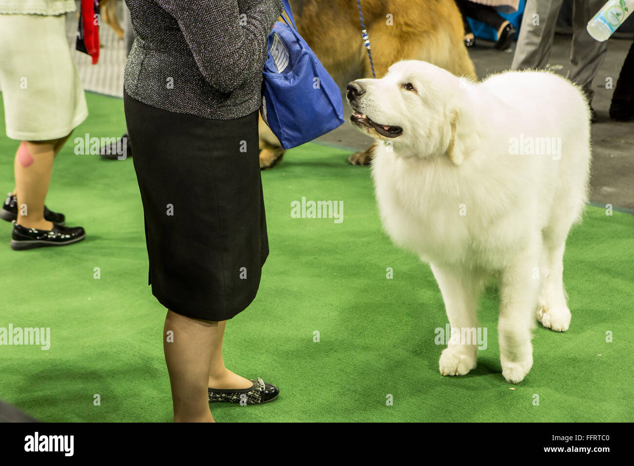 New York, USA. 16th February, 2016. A woman and a Great Pyrenees wait to enter the ring  at the 140th Westminster Kennel Club Dog show in Madison Square Garden. Credit:  Ed Lefkowicz/Alamy Live News Stock Photo
