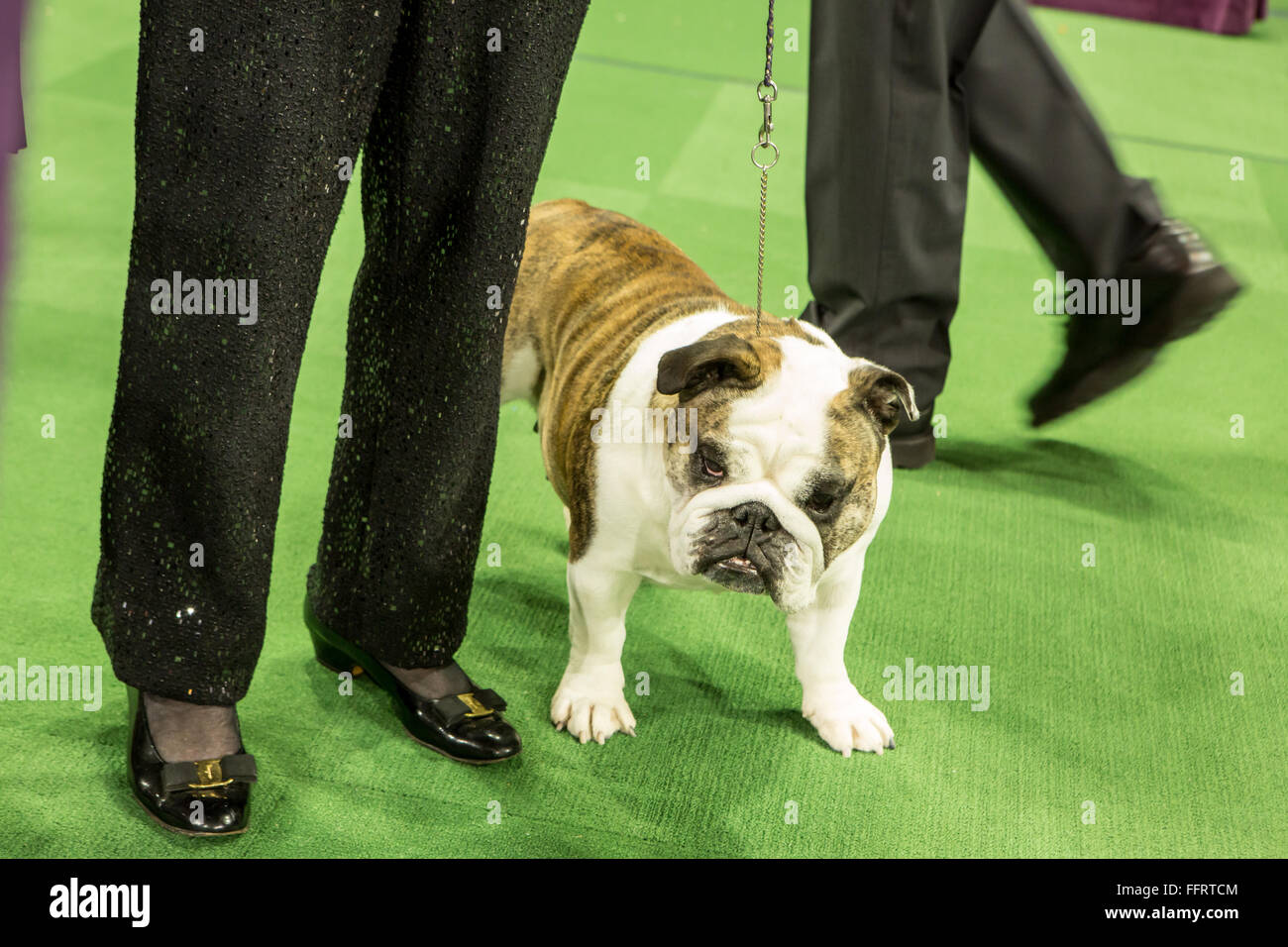 New York, USA. 16th February, 2016. A bulldog waits for its turn at the 140th Westminster Kennel Club Dog show in Madison Square Garden. Credit:  Ed Lefkowicz/Alamy Live News Stock Photo