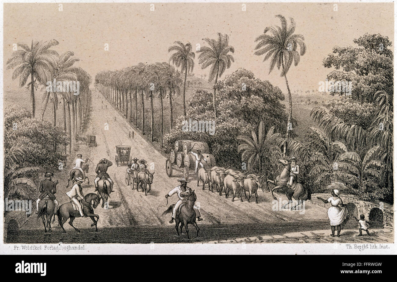 ST. CROIX: ROAD, 1863. /nScene on a road lined with palm trees on the island of St. Croix in the Danish West Indies. Lithograph, Danish, 1863. Stock Photo