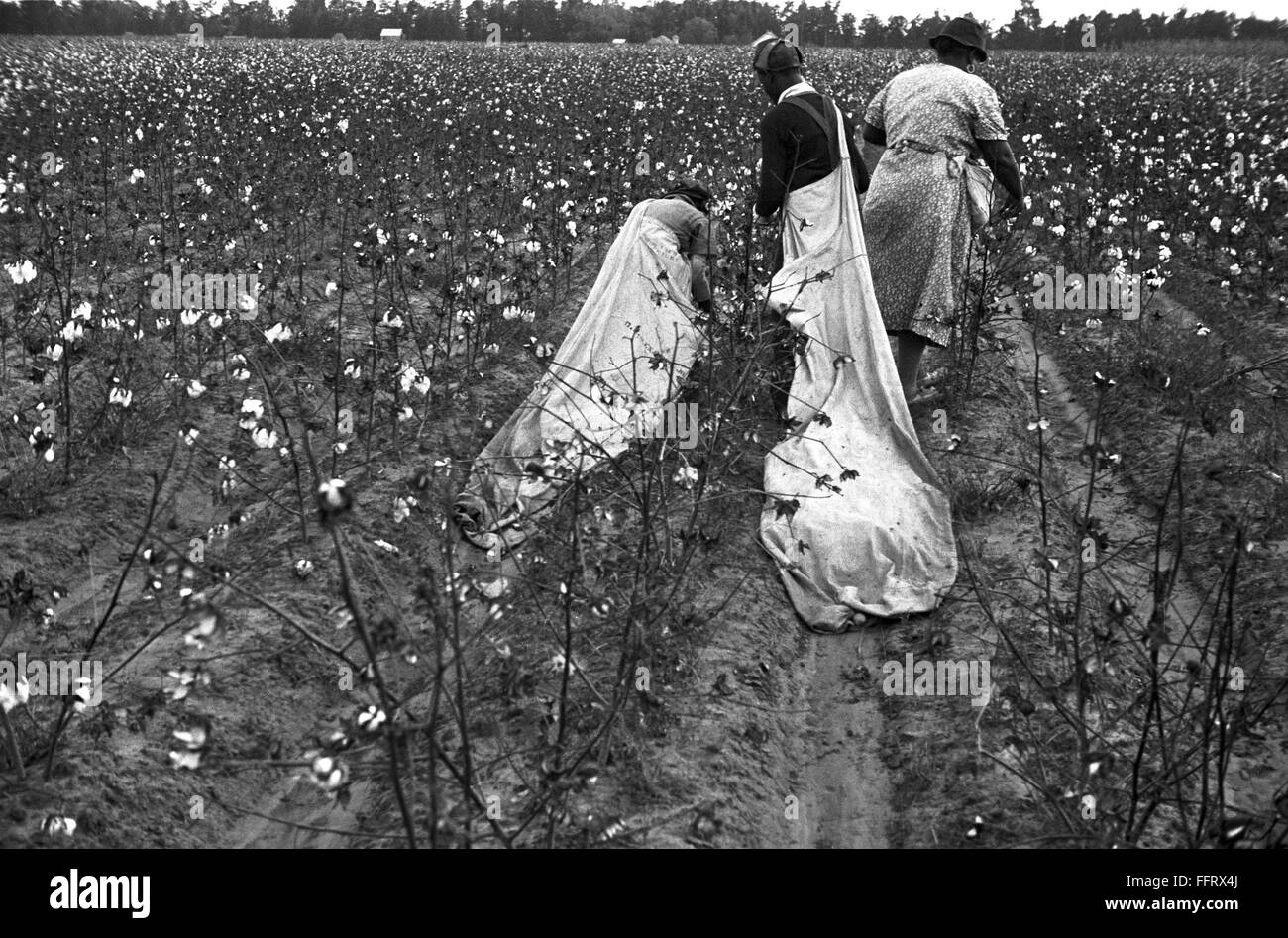 COTTON PICKER, 1935. /nAfrican American migrant workers picking cotton