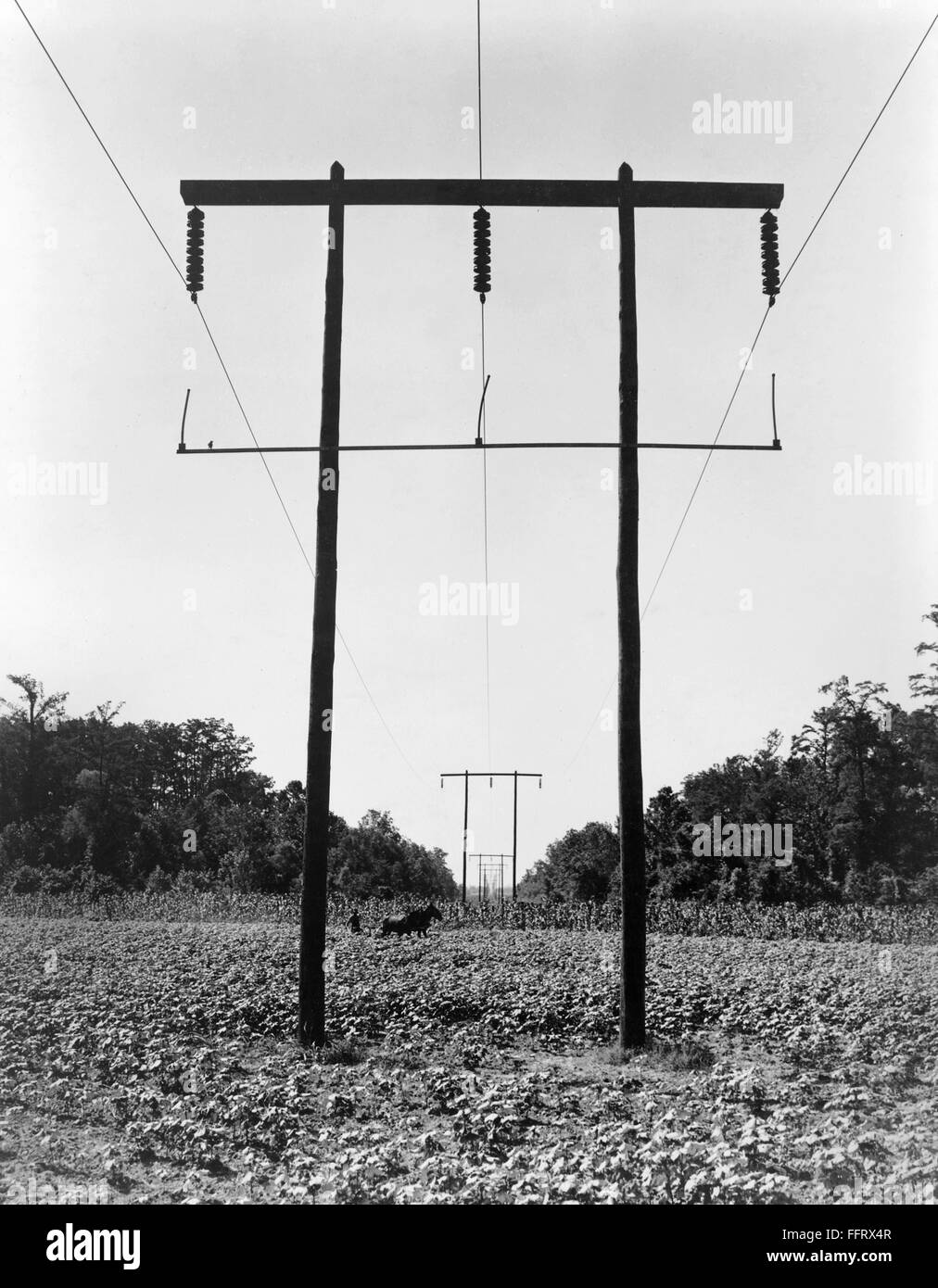 POWERLINES, 1938. /nRural electrification in Pulaski County, Arkansas. Photograph by Dorothea Lange in June 1938. Stock Photo