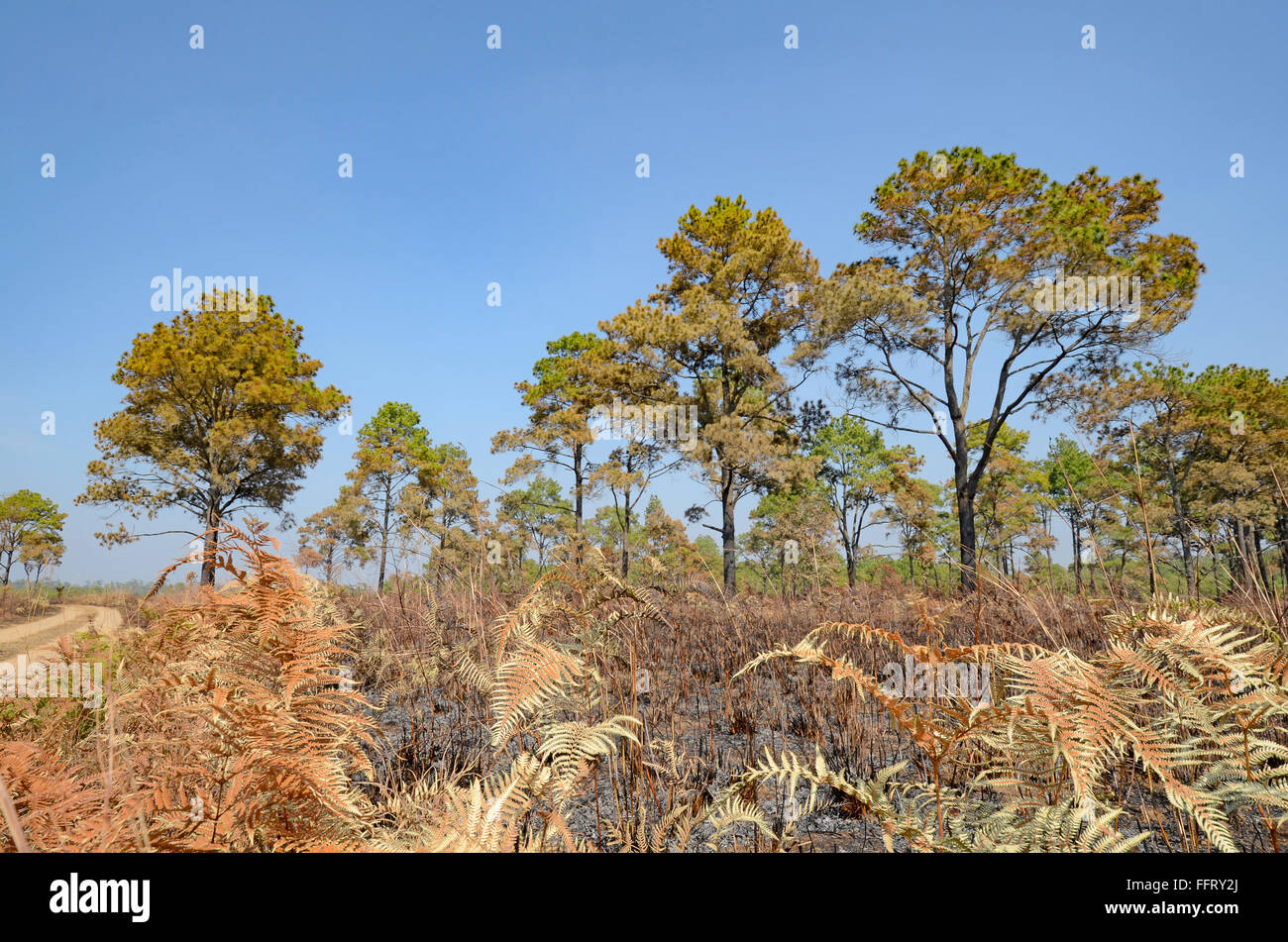 Dry land of savanna and pine forest after forest fire. Stock Photo