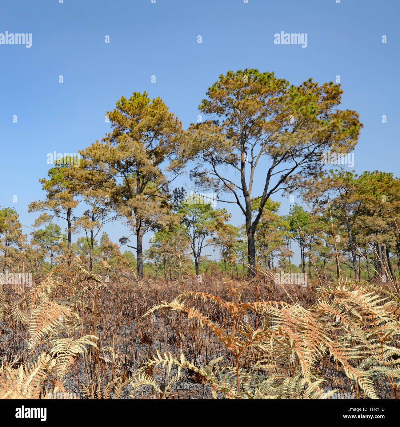 Dry land of savanna and pine forest after forest fire. Stock Photo
