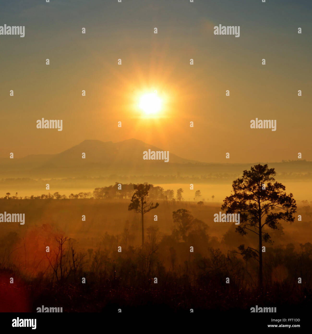 Summer Sunrise and Fog on Savanna Grassland. Stock Photo