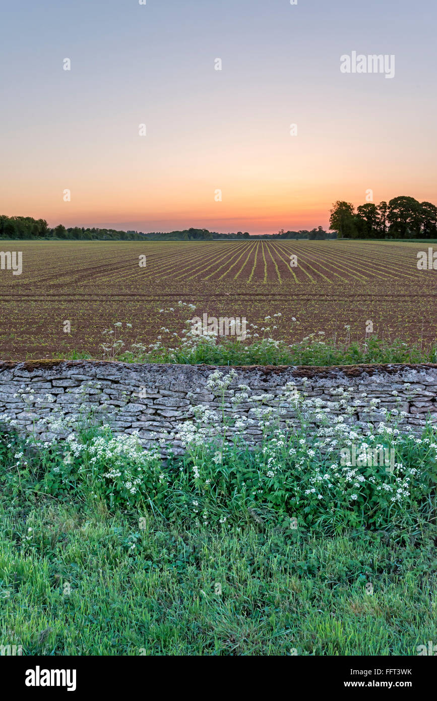 Arable field view at sunset with stone wall, Wiltshire Stock Photo
