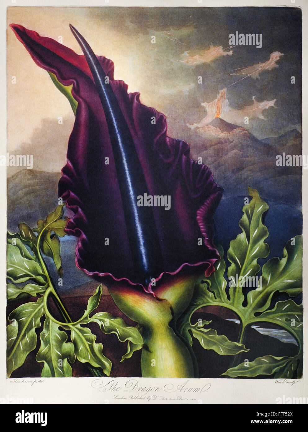 THORNTON: DRAGON ARUM. /nThe Dragon Arum (Dracunculus vulgaris Schott). Engraving by William Ward after a painting by Peter Henderson for 'The Temple of Flora,' by British botanist Robert John Thornton, 1801. Stock Photo