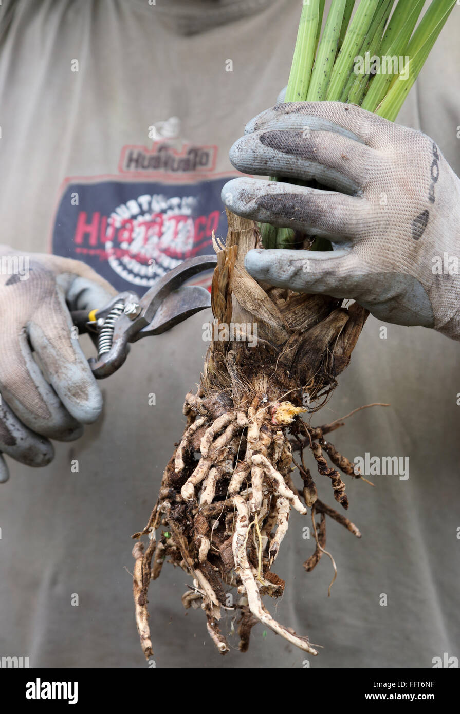 Cymbidium Orchids with no flowers Stock Photo Alamy