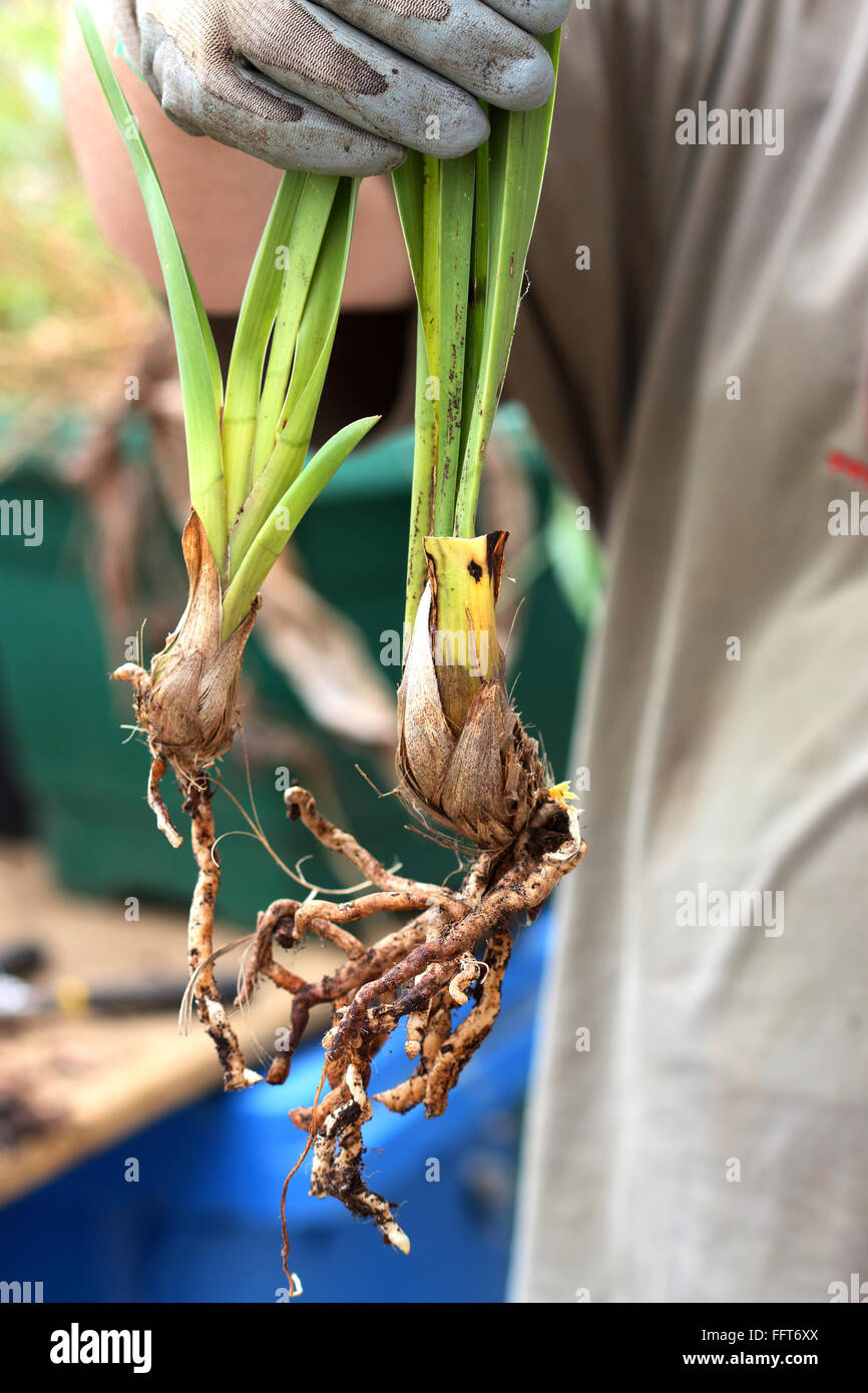 Cymbidium Orchids with no flowers Stock Photo Alamy