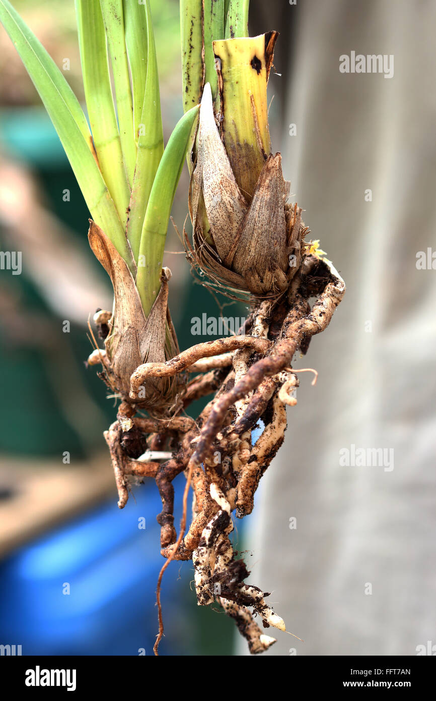 Cymbidium Orchids with no flowers Stock Photo Alamy