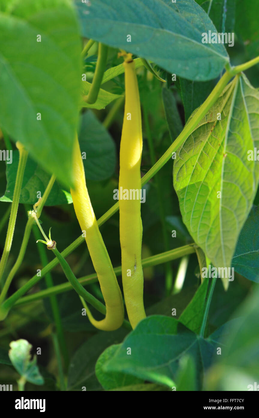 butter beans in the vegetable garden foliage Stock Photo Alamy