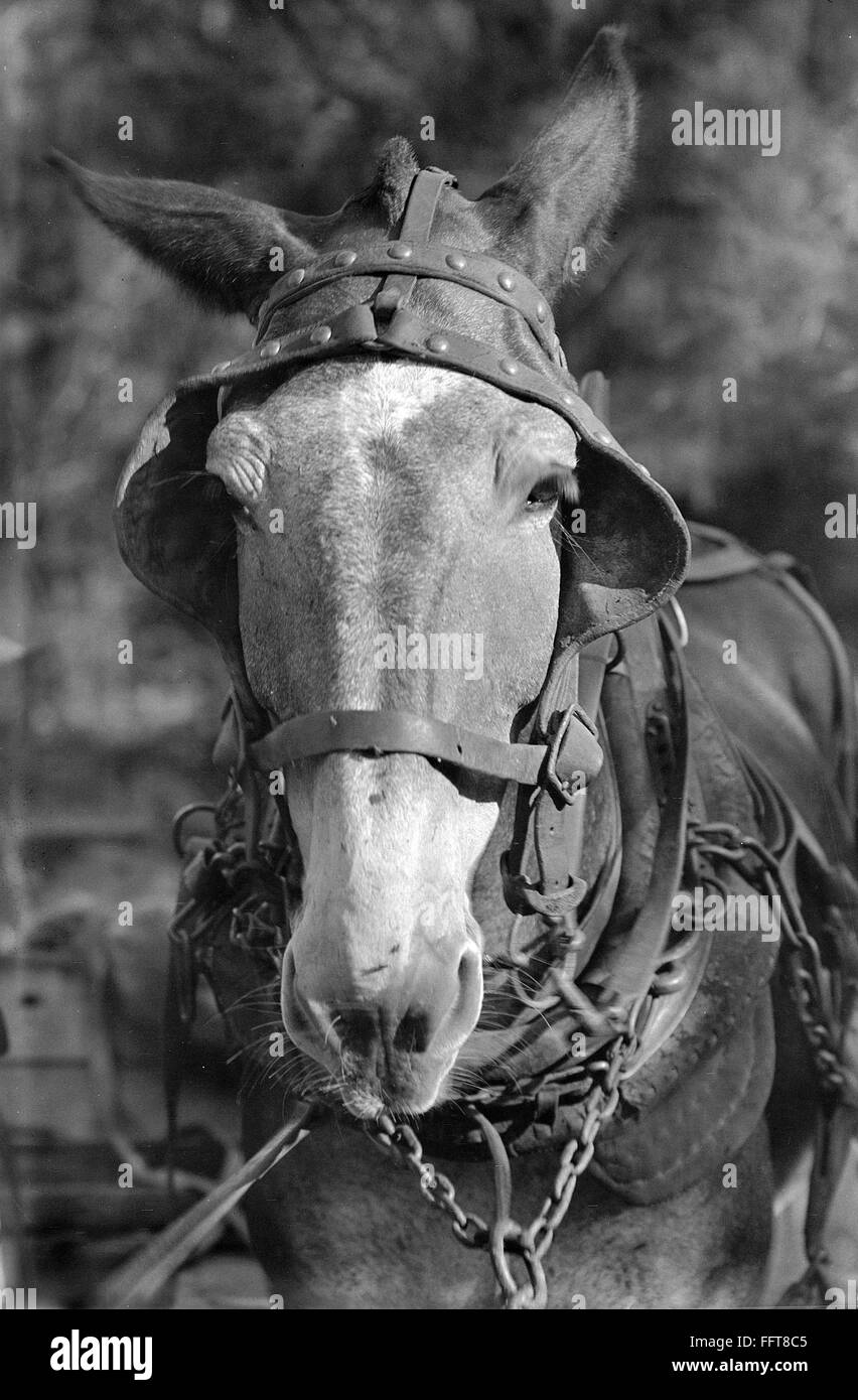 Дряхлая лошадь. Старая кобыла. Старые клячи. Старая лошадь кляча. Худая лошадь.