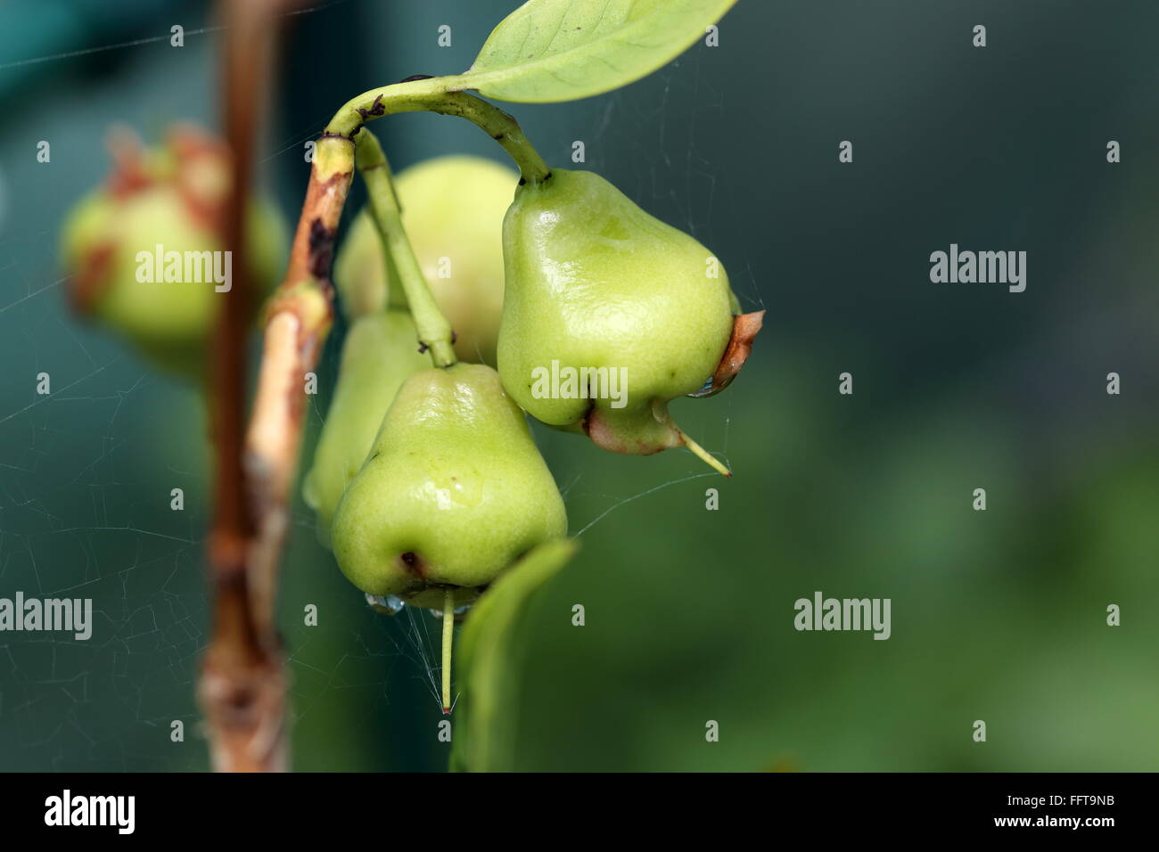 Young Syzgium samarangense or known as Wax Jambu growing on a  tree Stock Photo