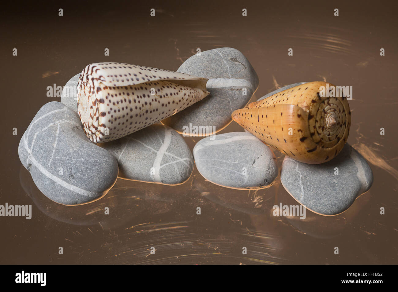 Mediterrenean beach stones and sea shells of Madagascar Stock Photo Alamy