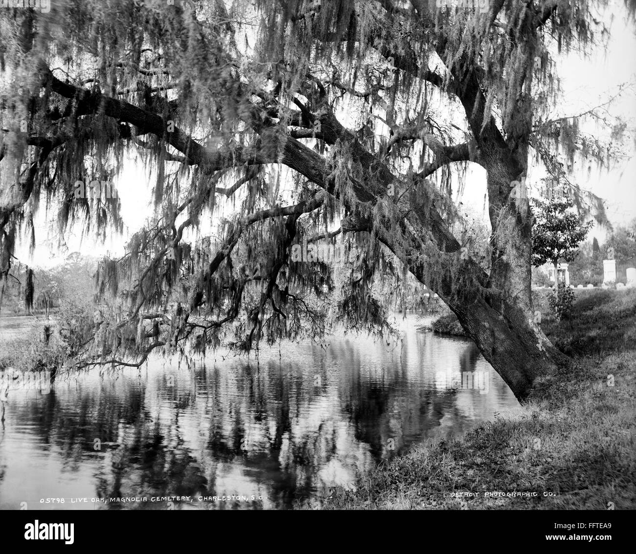 SOUTH CAROLINA OAK TREE. /nLive oak tree with Spanish moss at Magnolia Cemetery in Charleston