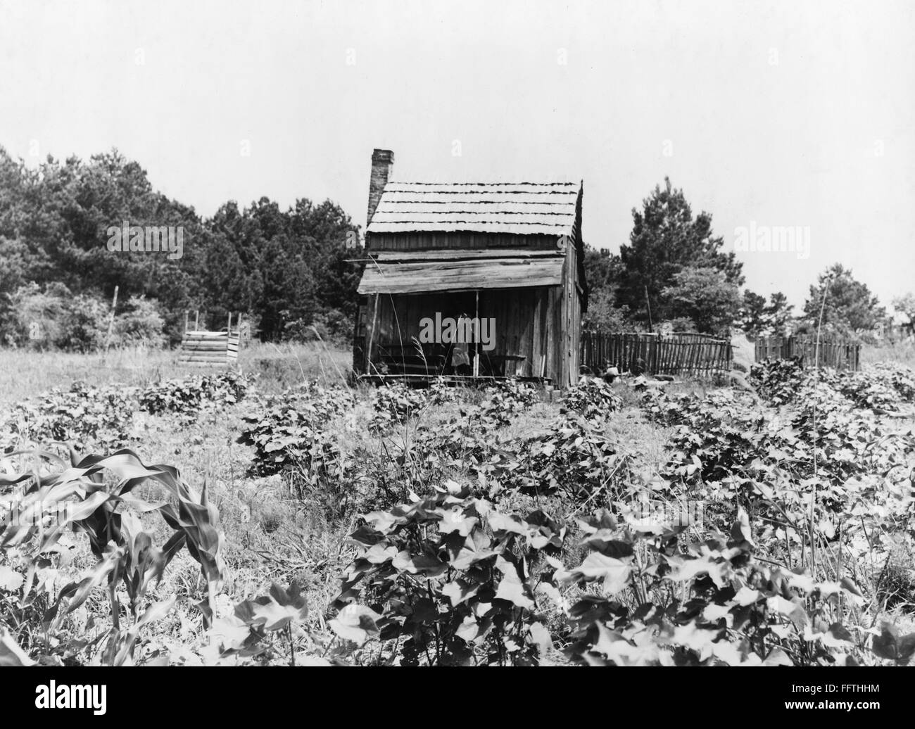 MISSISSIPPI FARM, 1937. /nA sharecropper's cabin with cotton and corn