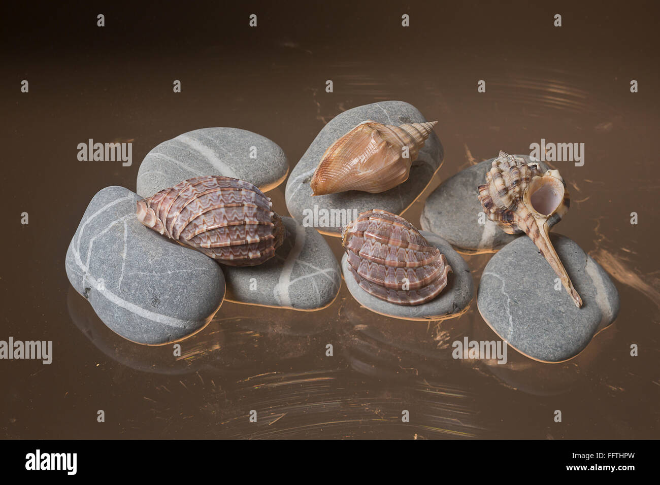 Mediterrenean beach stones and sea shells of Madagascar Stock Photo Alamy