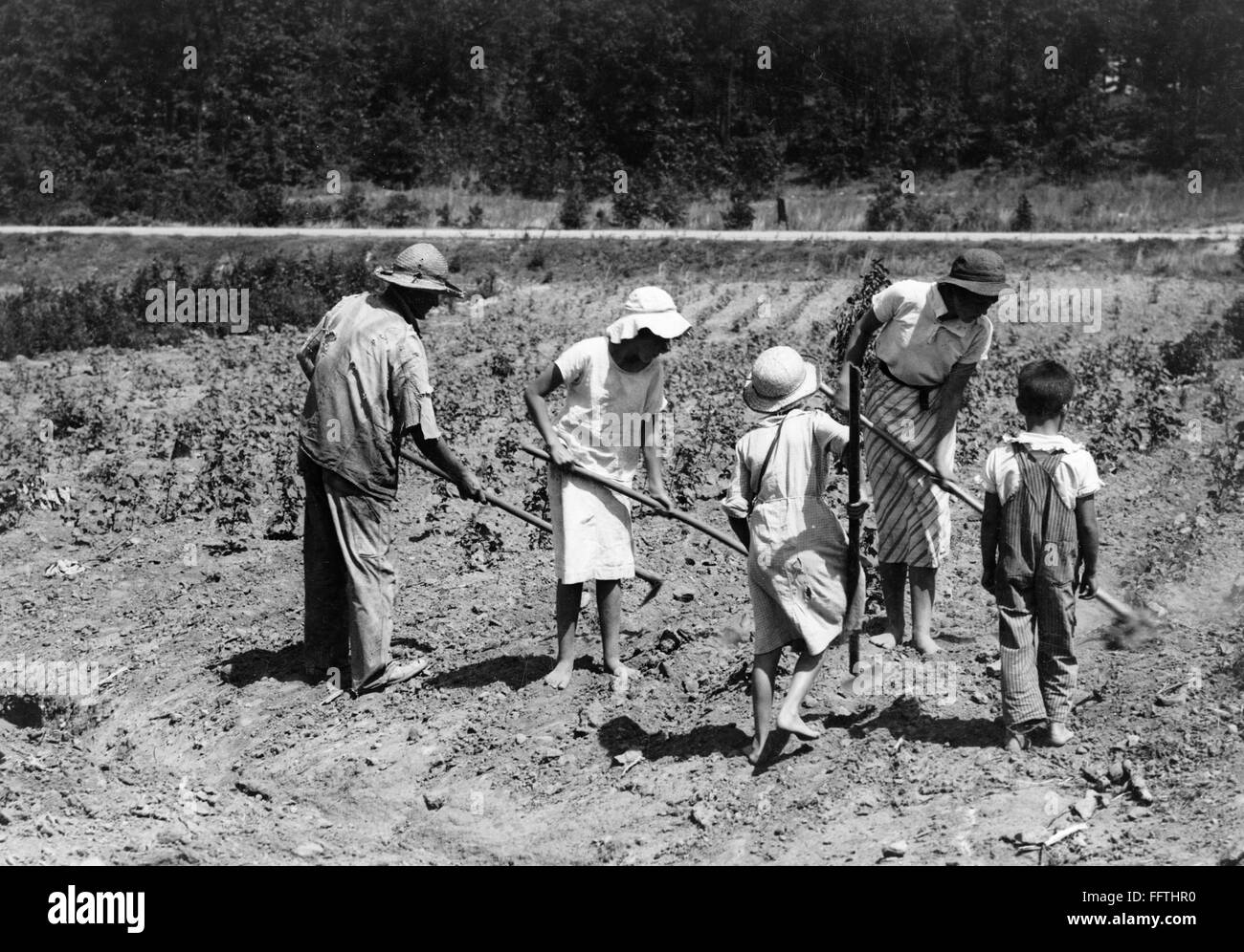 ALABAMA FARMING, 1936. /nA tenant farmer family working in a cotton