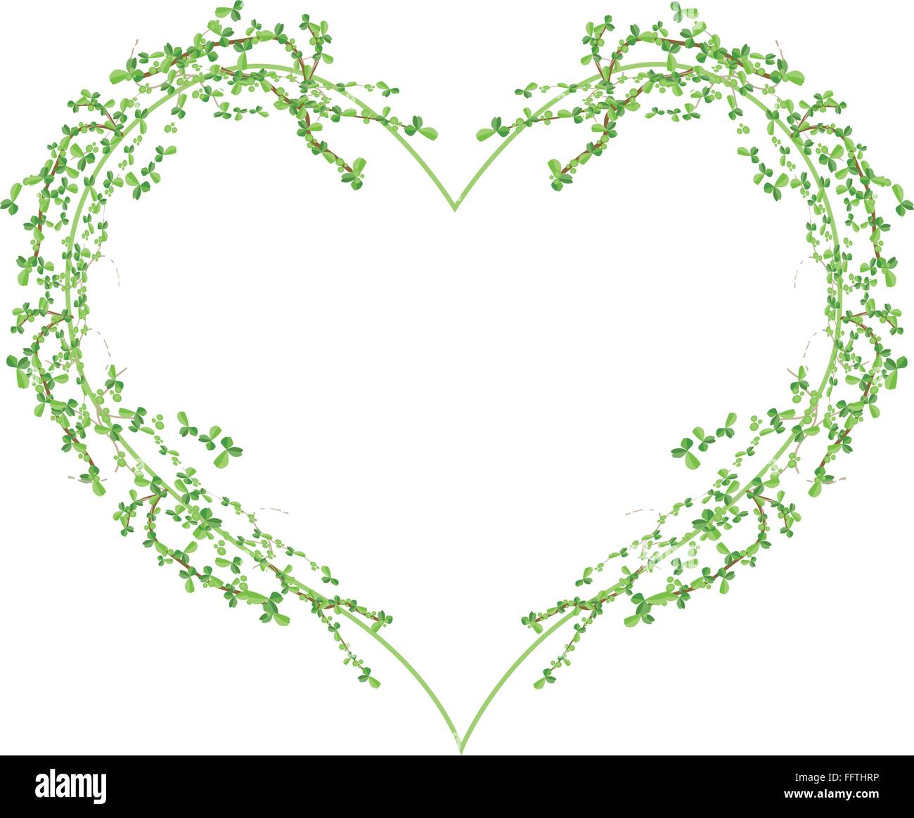 Love Concept, Illustration of Carmona Retusa (Vahl) or Masam Plants Forming in Heart Shape Isolated on White Background. Stock Vector