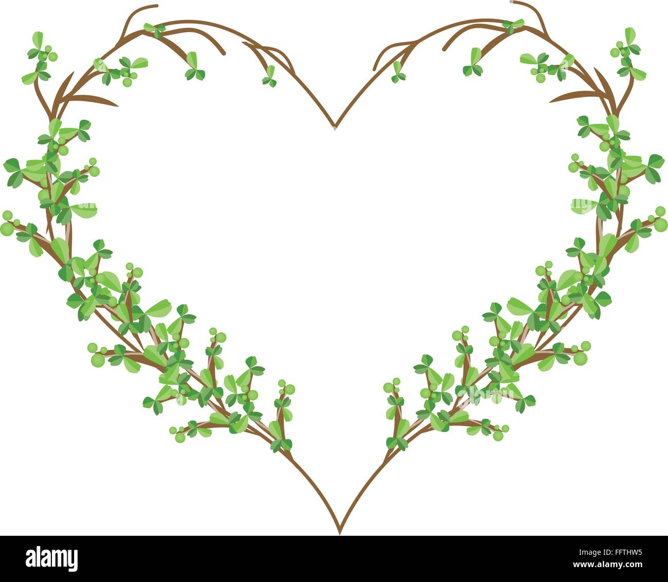Love Concept, Illustration of Carmona Retusa (Vahl) or Masam Branches Forming in Heart Shape Isolated on White Background. Stock Vector