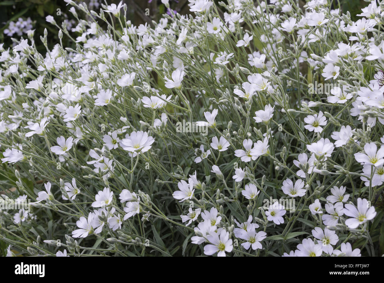 Small white Cerastium tomentosum flowers with silver leaves. Stock Photo
