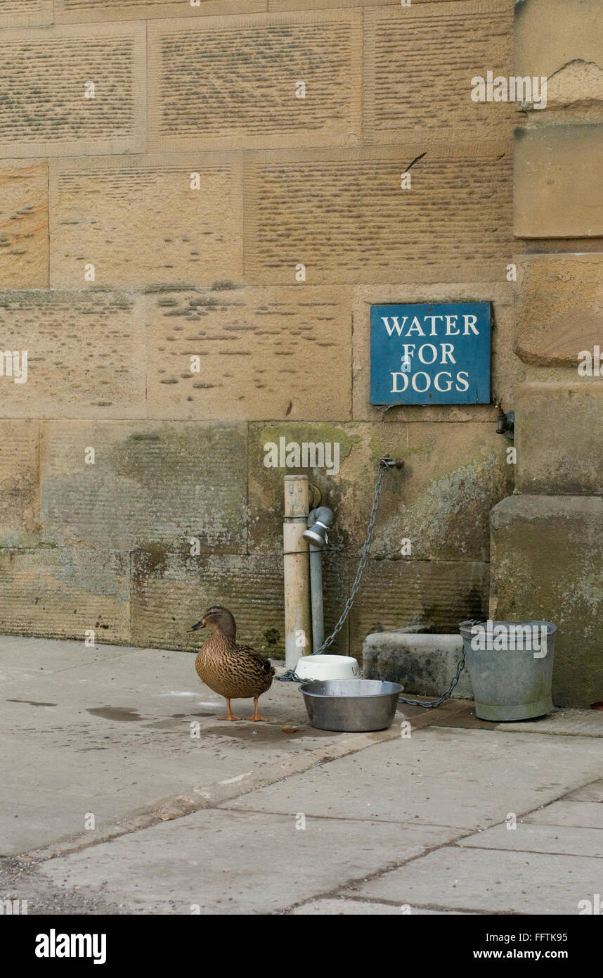 Mallard Duck at dog watering station Stock Photo Alamy