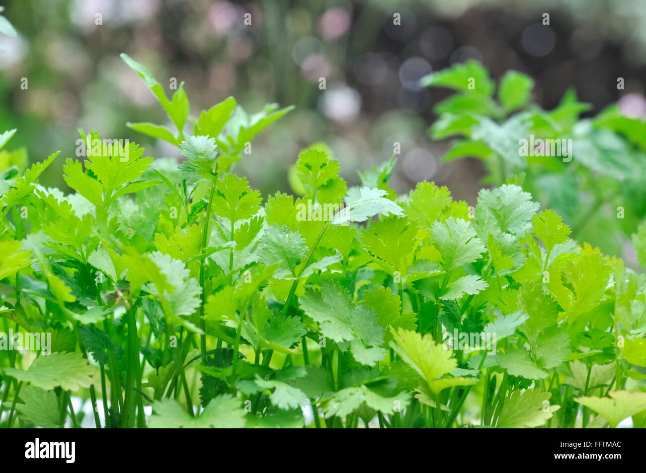 close on green foliage of chervil in garden Stock Photo