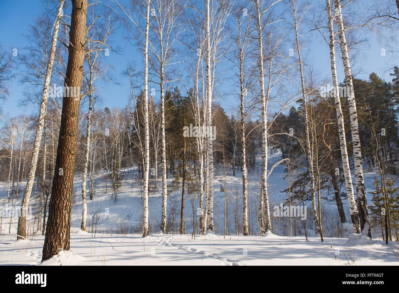 Winter forest with pine trees and birches Stock Photo - Alamy