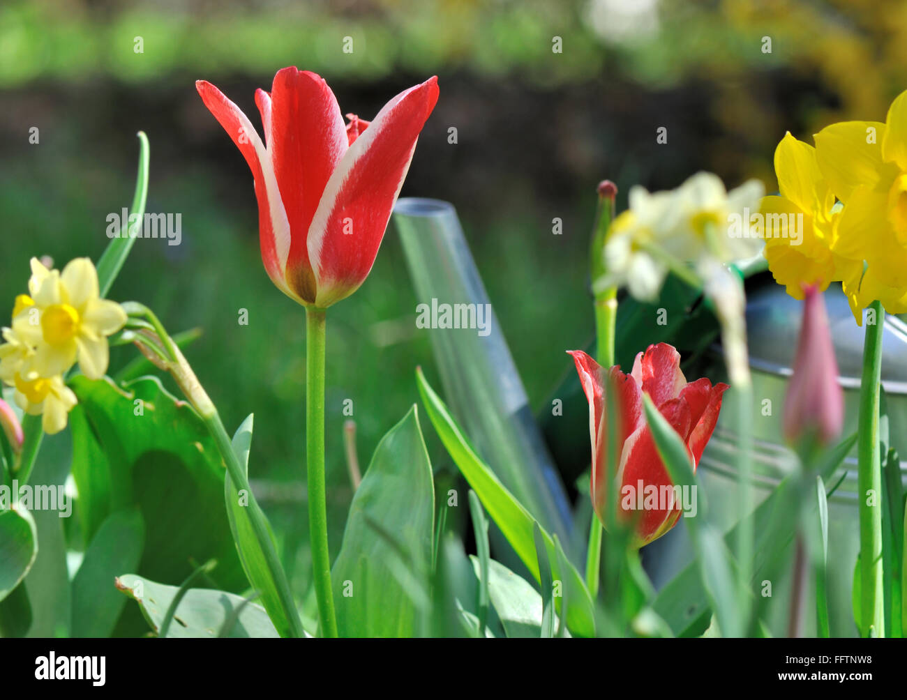 close on colorful tulips and daffodils in garden Stock Photo