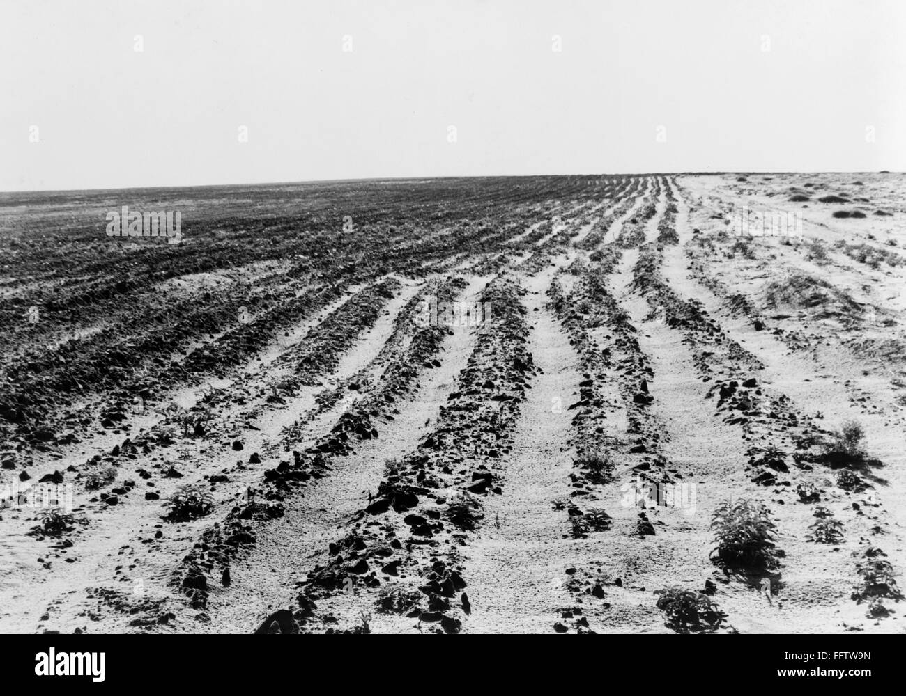 DUST BOWL, 1938. /nA farm eroded by dust storms as a result of overgrazing, north of Dalhart