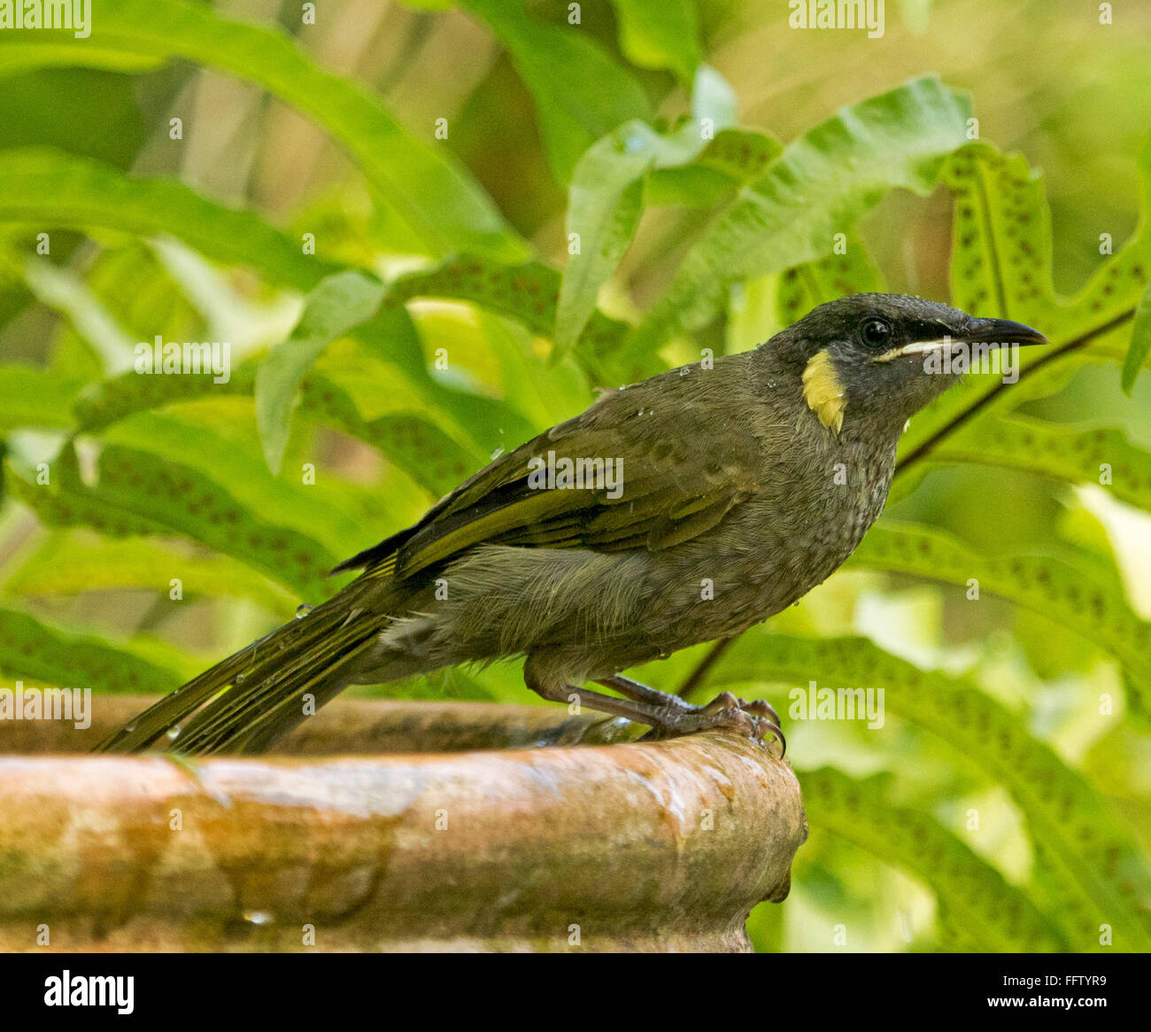 Lewin S Honeyeater Meliphaga Lewinii On Edge Of Terracotta Bird