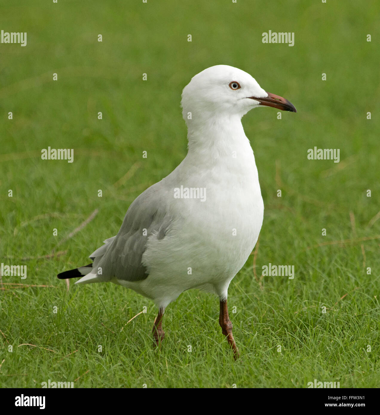 Australian silver gull seagull Chroicocephalus novaehollandiae on