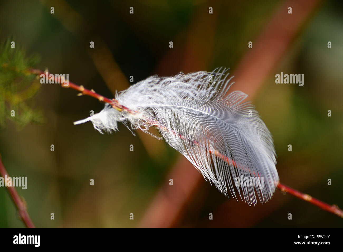 White feather on leafy twig Stock Photo