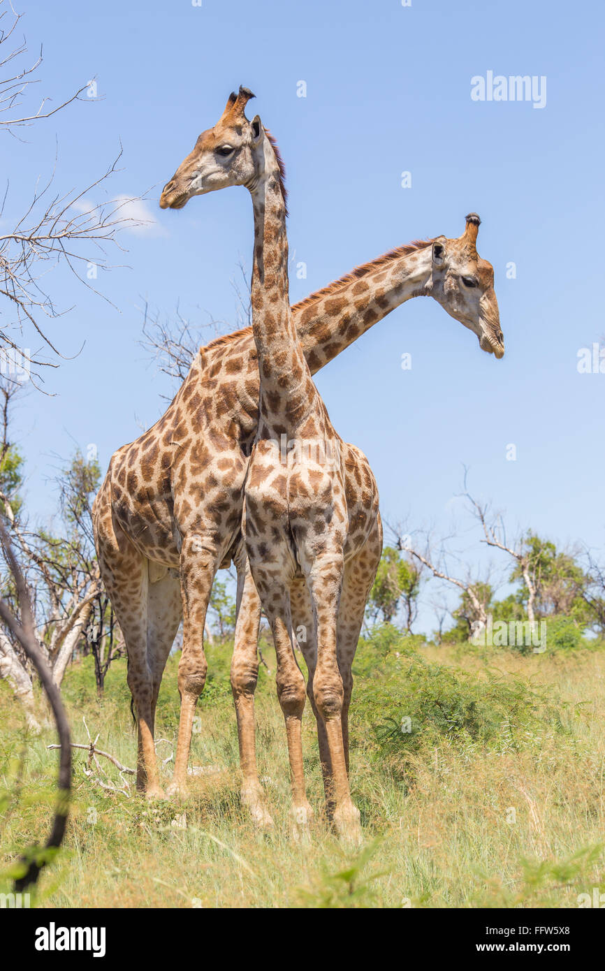 Two giraffes with their necks crossed Stock Photo