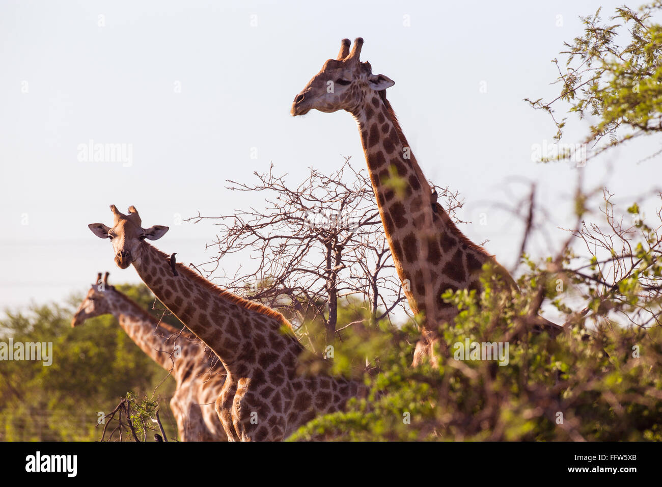Three giraffes sticking their necks out Stock Photo