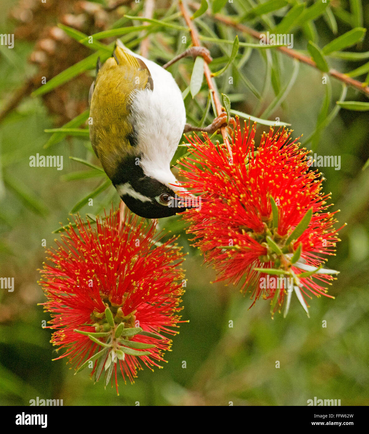 White-throated honeyeater, Melithreptus albogularis hanging upside down feeding on vivid red bottlebrush / Callistemon flowers in Australian garden Stock Photo