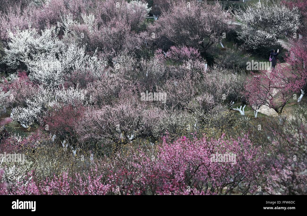 Nanjing. 17th Feb, 2016. Photo taken on Feb. 17, 2016 shows plum blossoms at Gulin Park in Nanjing, capital of east China's Jiangsu Province. © Wang xin/Xinhua/Alamy Live News Stock Photo