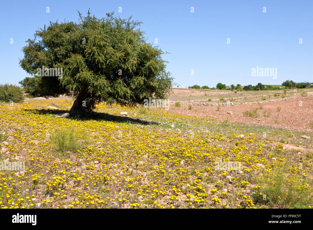 Argan tree hires stock photography and images Alamy