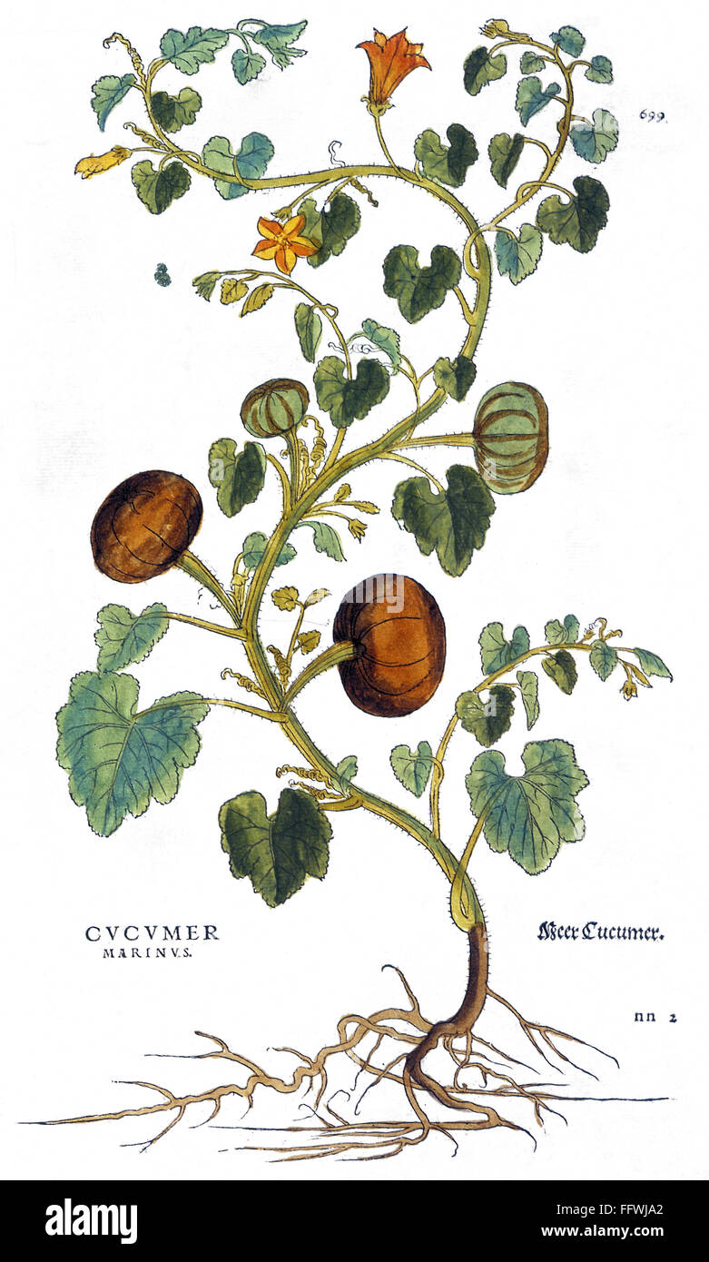 GOURD, 1735. /nGourd (cucumis marinus). /nEngraving by Elizabeth Blackwell from her book 'A Curious Herbal' published in London, 1735. Stock Photo