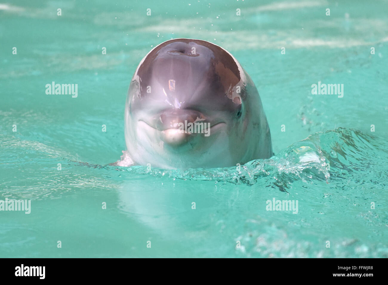 Duisburg, Germany. 17th Feb, 2016. Young dolphin Debbie swims in the dolphinarium at the zoo in Duisburg, Germany, 17 February 2016. Today visitors could see the young dolphin, born on Christmas Eve, for the first time. Photo: CAROLINE SEIDEL/dpa/Alamy Live News Stock Photo