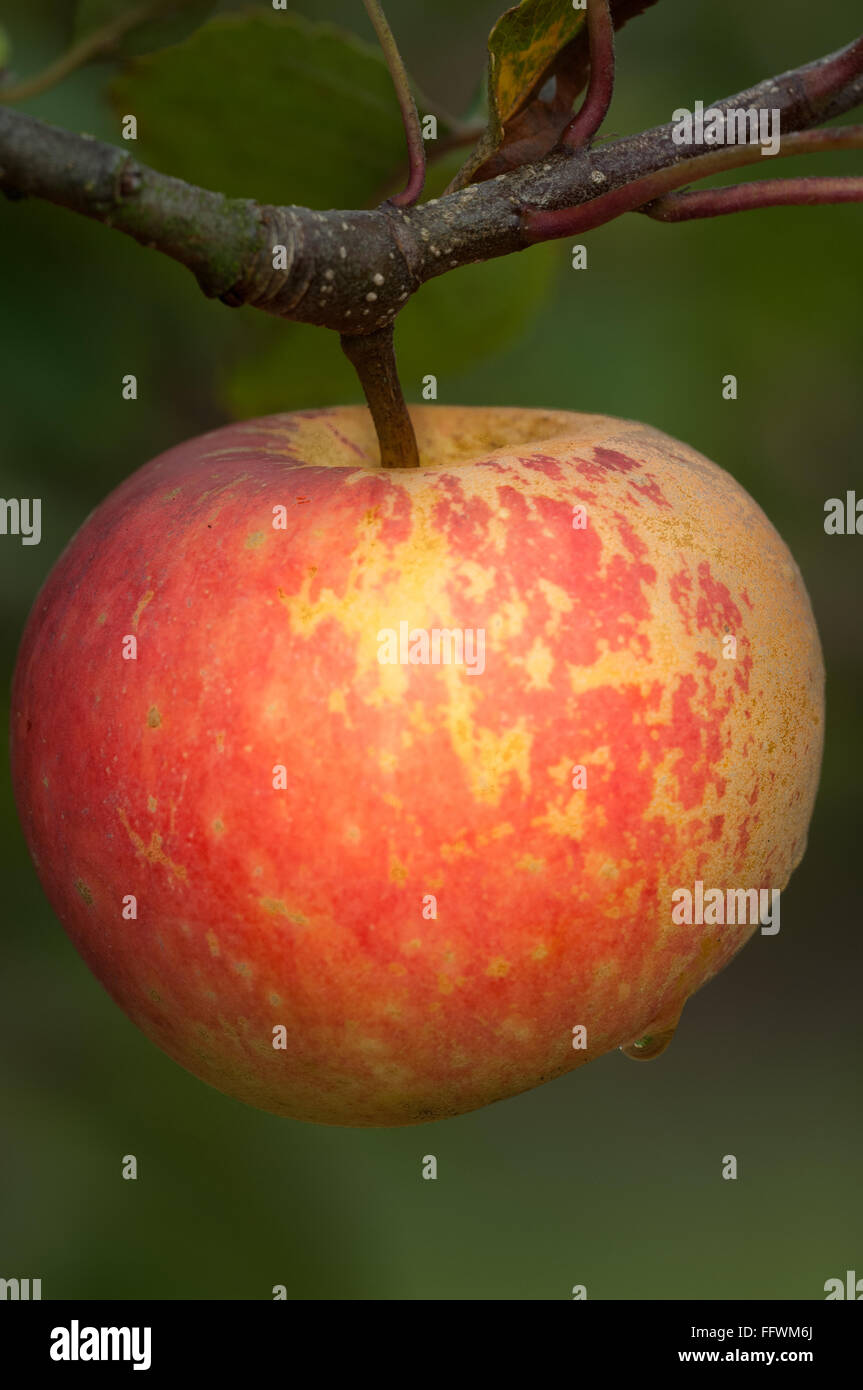 Single Apple Ripe Ripe single apple 'Sunset' closeup hanging from its branch Stock Photo ...