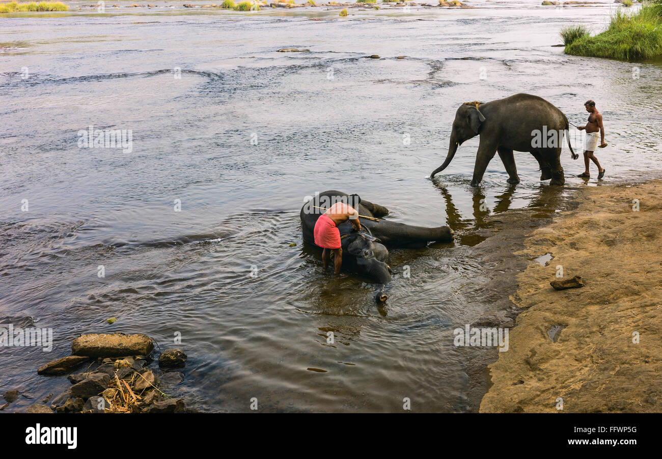 Trainers bathe young elephant in the Periyar river as part of training regimen at dawn . Stock Photo