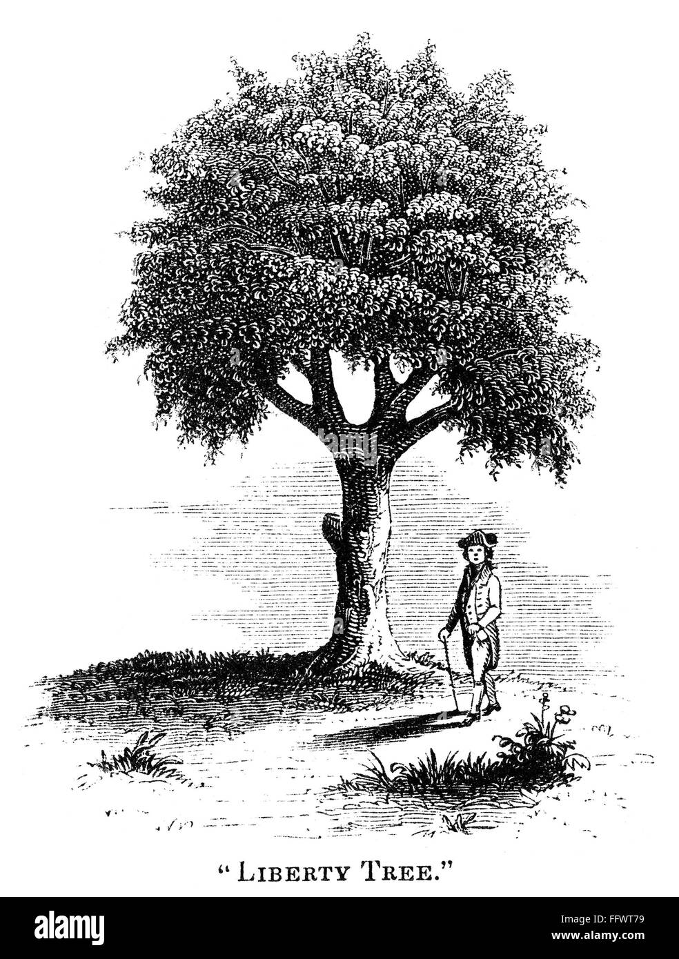 LIBERTY TREE, 1765. /nThe large elm tree at Boylston Market in Boston