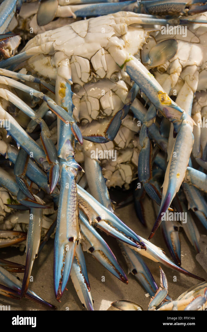 Blue crab for sale in a fish market Stock Photo