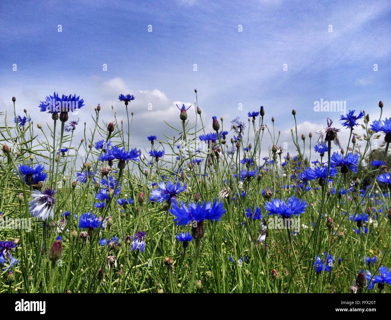 Blue Cornflowers In Field Stock Photo
