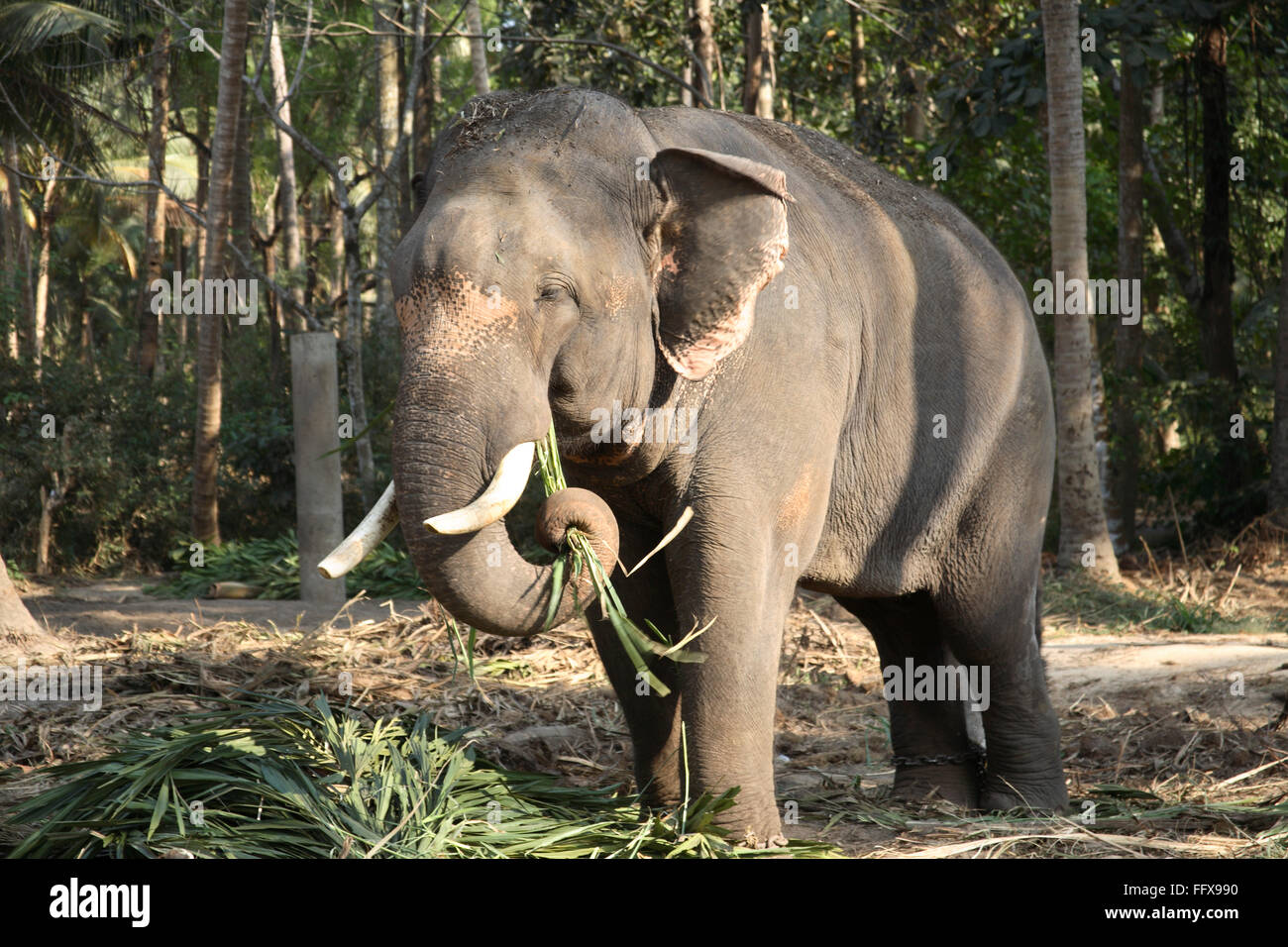 Elephant eating, Guruvayur Temple, Guruvayoor Temple, Punnathur Kotta Elephant Sanctuary, Punnathurkotta, Kottapadi, Thrissur, Kerala, India, Asia Stock Photo