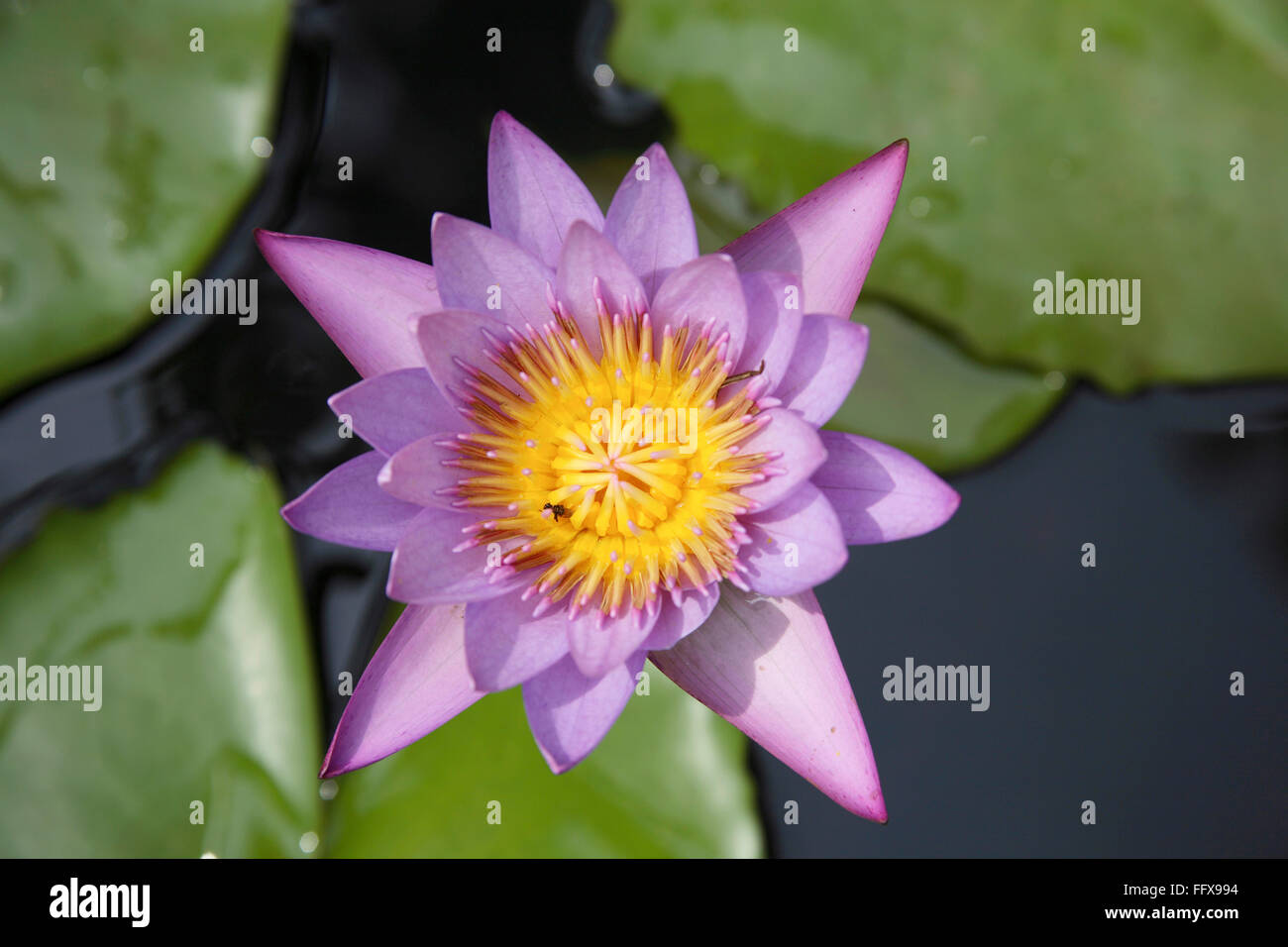 Holy flower Lotus blue water lily Nymphaea caerulea , India Stock Photo